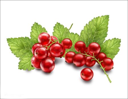 Черника и смородина