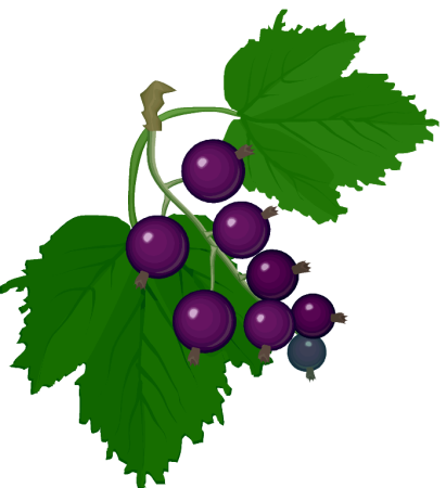 Красная смородина вектор