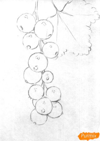 Рисование смородина старшая группа