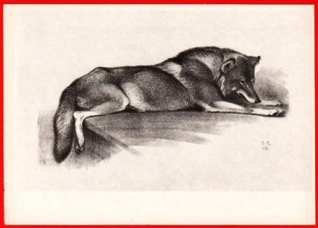 Ватагин лисица