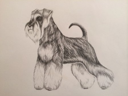 Шнауцер терьер карандаш