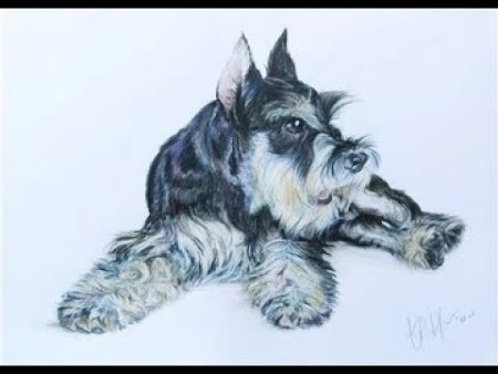 Альбрехт Дюрер Миттельшнауцер