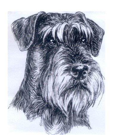 Дюрер шнауцеры