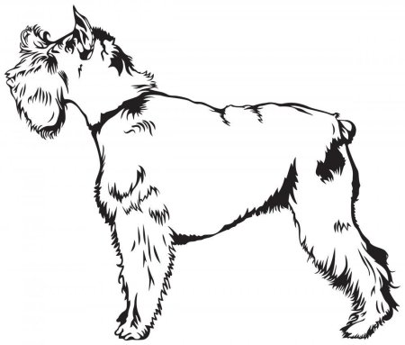 Цвергшнауцер вид сзади сидя