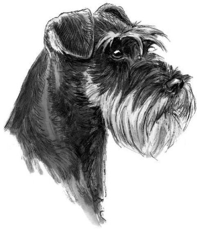 Цвергшнауцер вектор