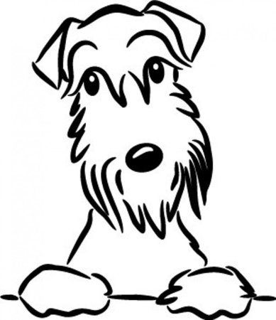 Ризер шнауцер Фокстерьер