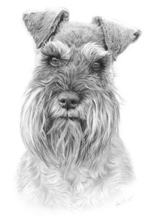 Цербер шнауцер