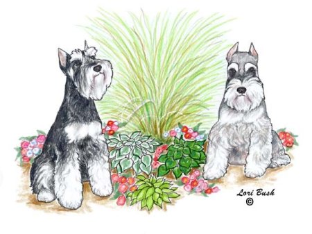 Открытки с миттельшнауцером