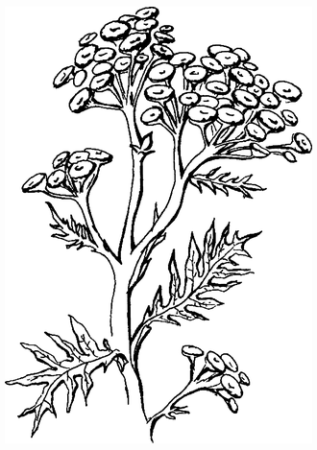 Тысячелистник обыкновенный Графика