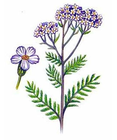 Тысячелистник обыкновенный