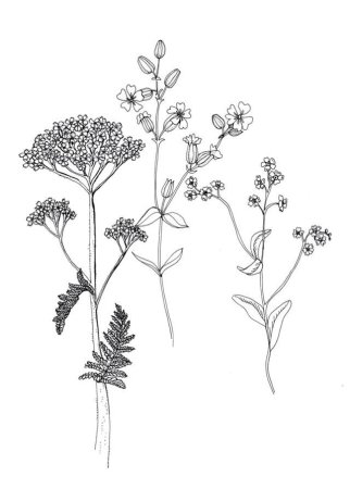 Тысячелистник обыкновенный рисунок