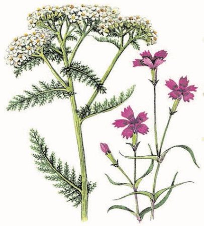 Тысячелистник и хамазулен