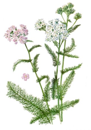 Тысячелистник тонколистный