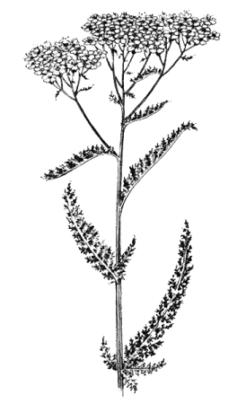 Тысячелистник акварель