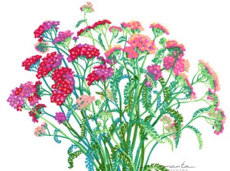 Тысячелистник обыкновенный рисунок