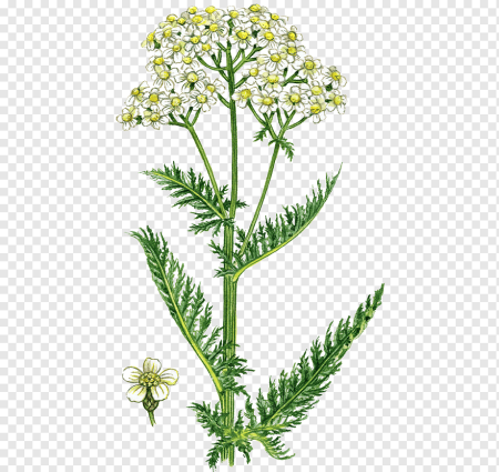 Тысячелистник веточка