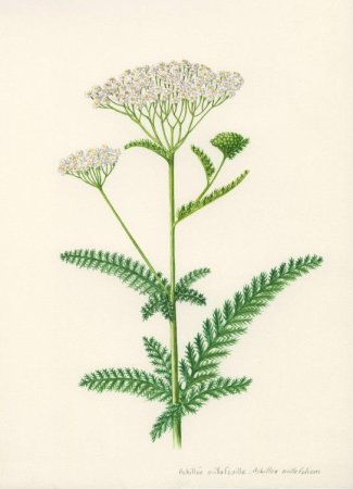 Вербена гибридная рисунок