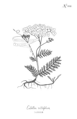 Тысячелистник вектор