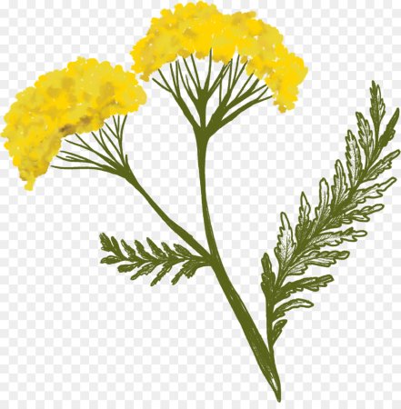 Achillea millefolium vector