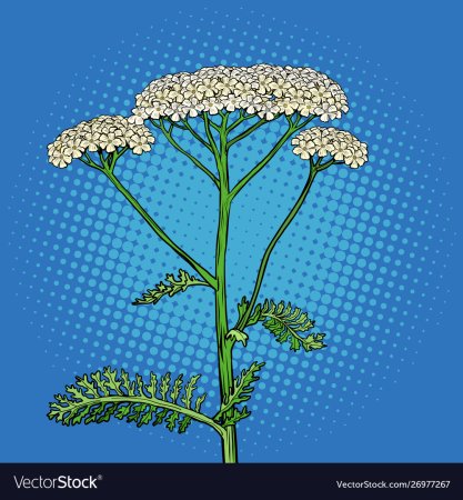 Тысячелистник обыкновенный стебель