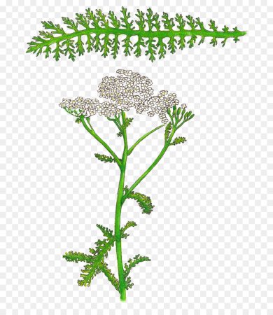 Тысячелистник обыкновенный лекарственная трава карандашом