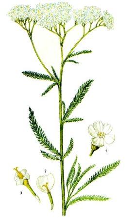 Тысячелистник стилизация