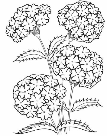 Тысячелистник обыкновенный нарисовать