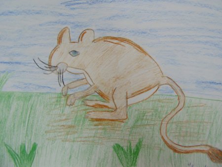 Тушканчик рисунок