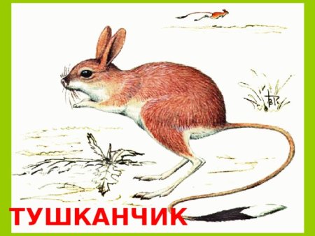 Тушканчик рисунок