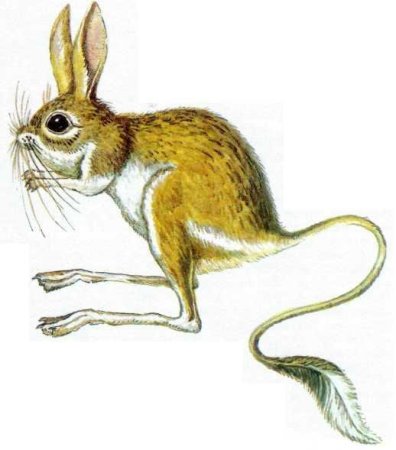 Земляной заяц красная книга