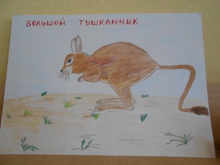 Животные красной книги рисунки