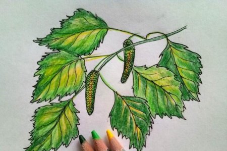 Рисование березовые листики