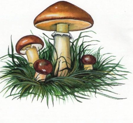 Нарисовать гриб масленок