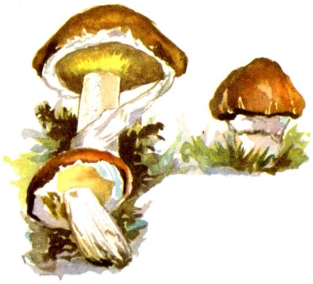Масленок картина