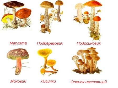 Маслята подосиновики опята шампиньоны