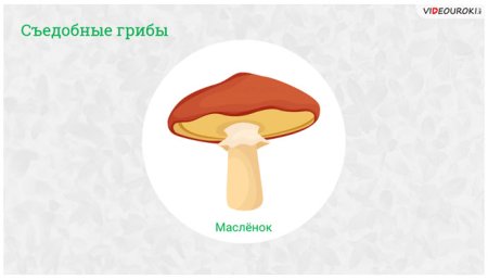 Гриб масленок рисунок