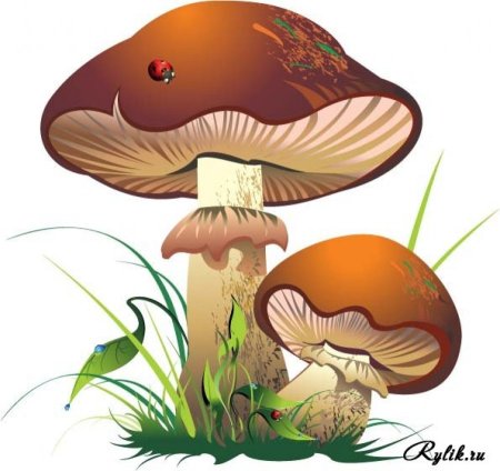 Грибочки на прозрачном фоне для детей