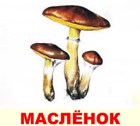 Маслята грибы съедобные для детей