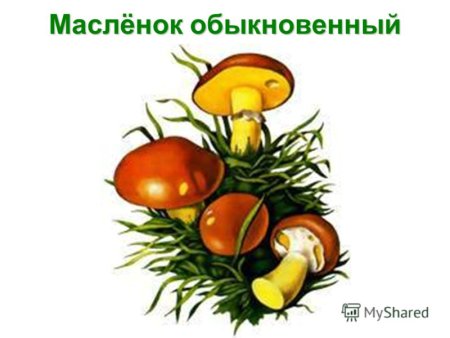 Маслята для детей с названиями