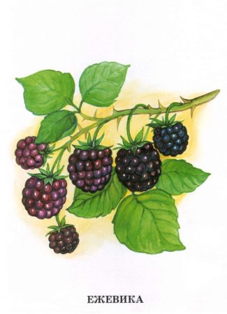 Ежевика для детей