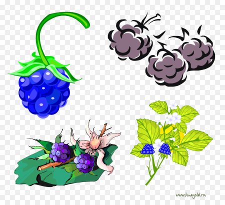 Нарисовать ежевику