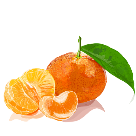 Мандарин рисунок