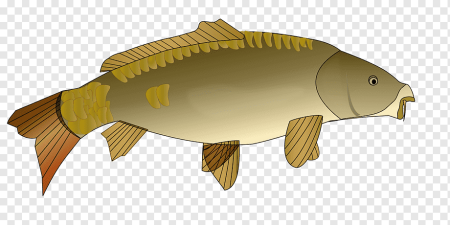 Карп Cyprinus Carpio рисунок