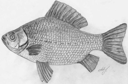 Рисунок рыбы для срисовки