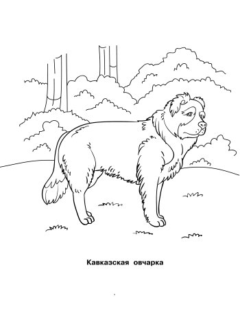 Кавказская овчарка раскраска
