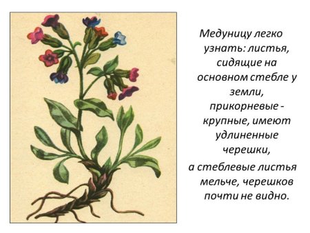Медуница неясная корень