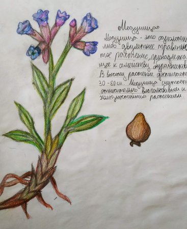 Медуница корень
