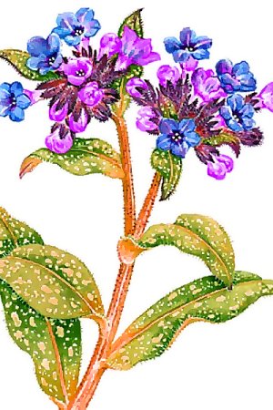 Медуница рисунок карандашом