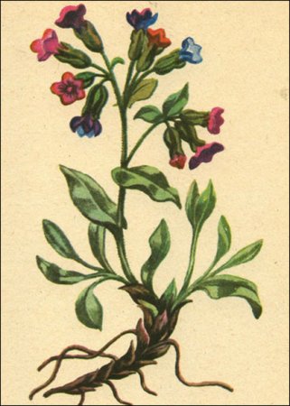 Медуница корень