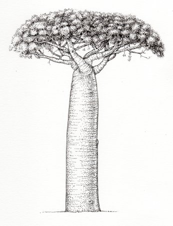 Adansonia perrieri